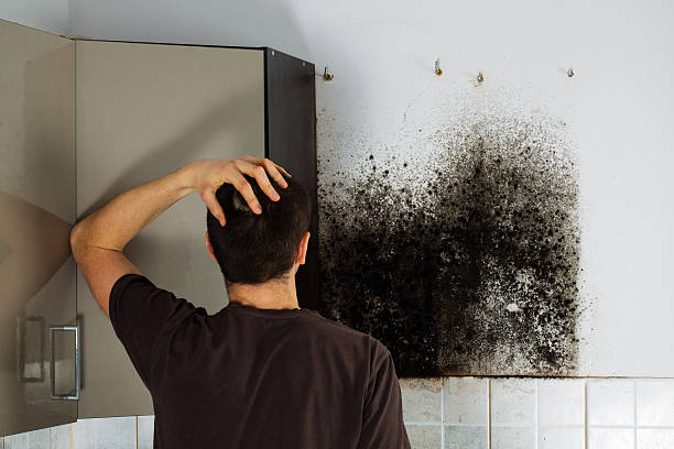 Best Attic Mold Remediation in Mullica Hill, NJ