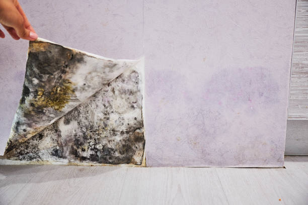 Best Commercial Mold Remediation in Mullica Hill, NJ